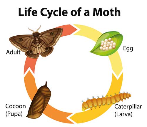 How-to-get-rid-of-moths-in-oriental-rugs--lifecycle