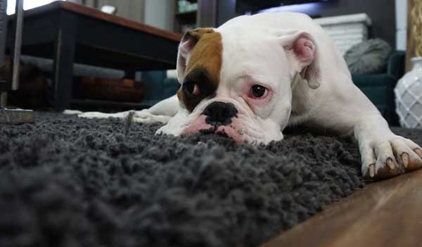 Best-rugs-for-dogs-1