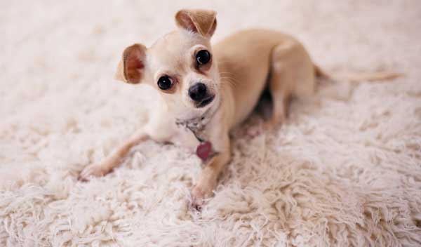 best-rugs-for-dogs-2