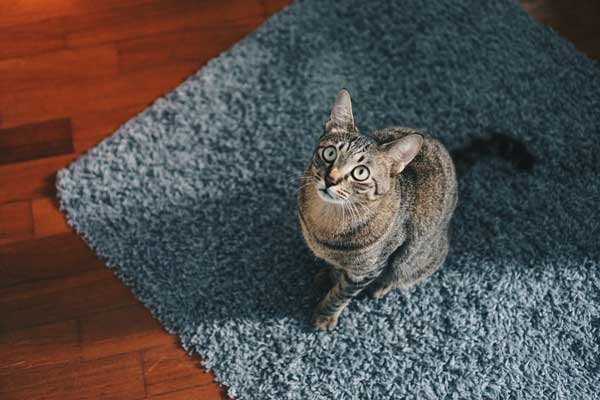 How-to-keep-cats-from-peeing-on-rugs-1