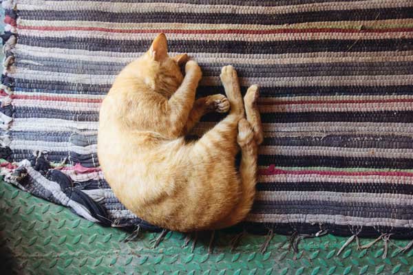 How-to-keep-cats-from-peeing-on-rugs-2