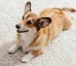 How-to-keep-dogs-from-peeing-on-rugs-therugsgal-featured-image